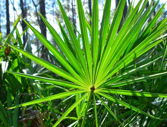 Чим корисний: гінкго білоба, аргінін і кропива дводомна